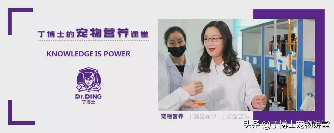 饲养幼犬教学,养宠新手喂食