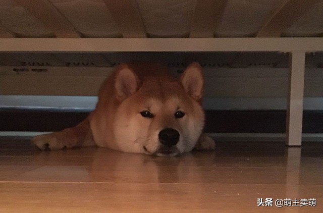 狗狗胆小怎么驯服,狗狗胆小怎么训练最有效