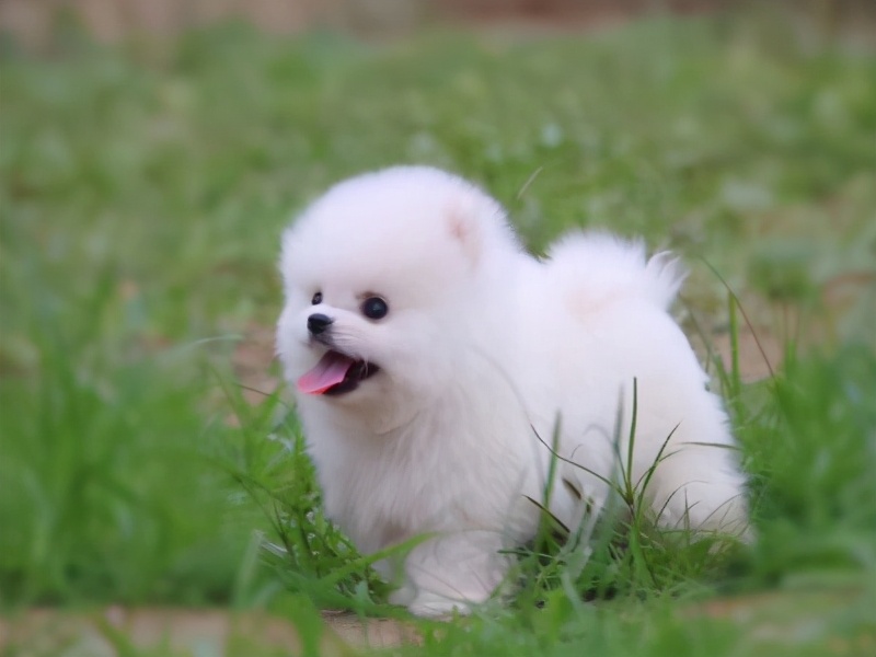 智商最高的狗狗品种小型犬,可爱的狗品种小型犬