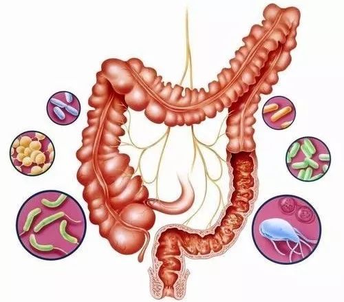 肠道是危重症患者发生多器官功能障碍的发动机