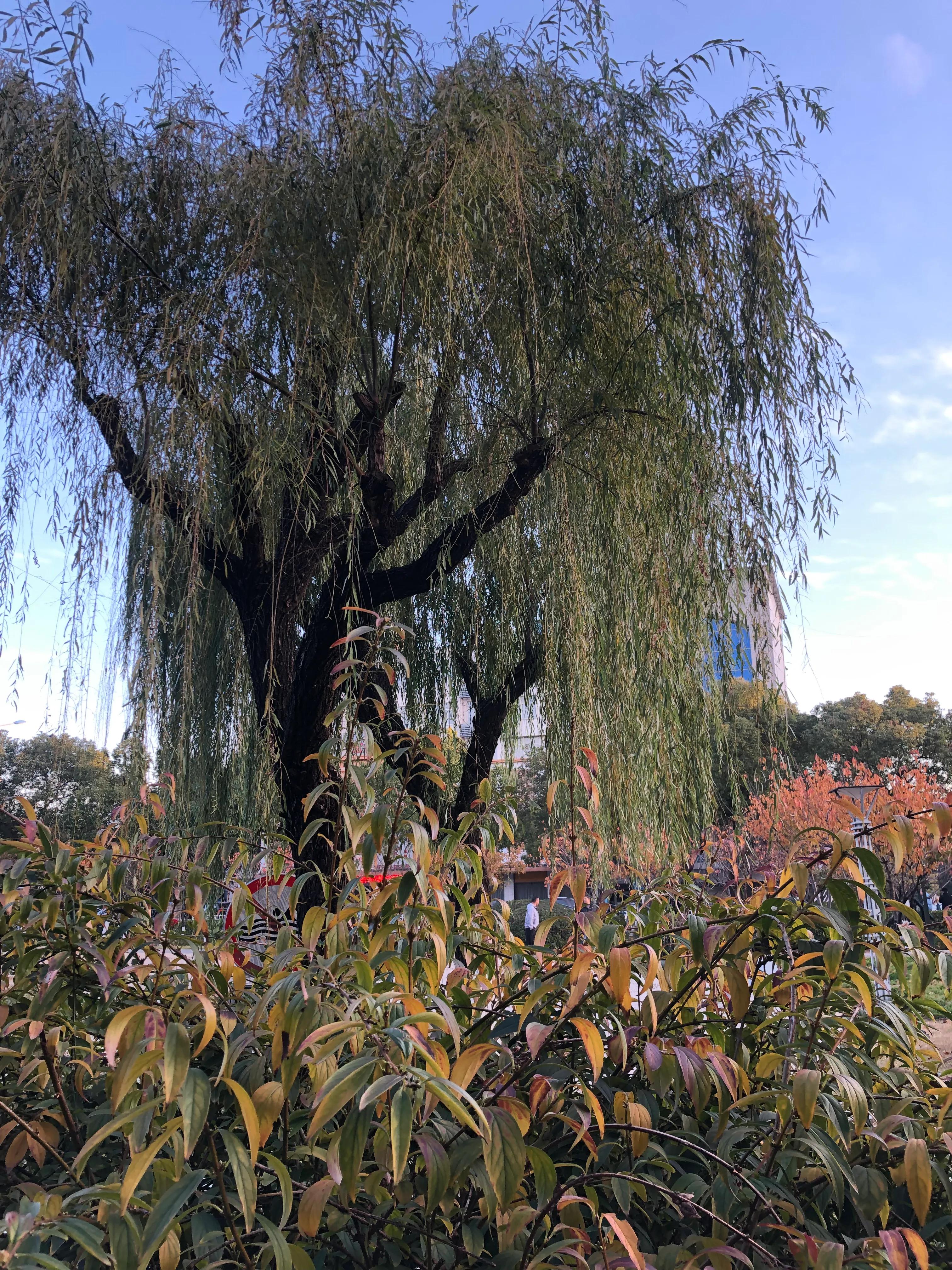 鱼刺卡喉咙怎么办妙招姐,鱼刺卡喉咙怎么办