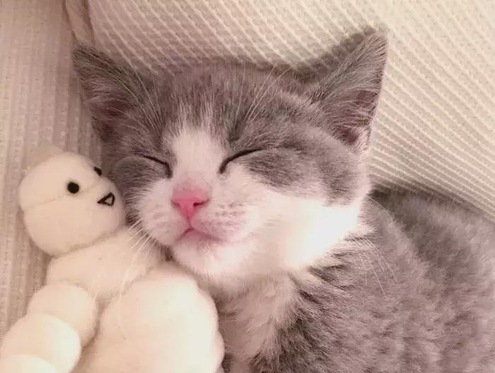 猫咪怀孕怎么才知道,猫咪怀孕怎么办呀