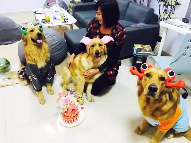 什么地方适合带猫狗玩耍,北京铲屎官可以带狗玩的地方