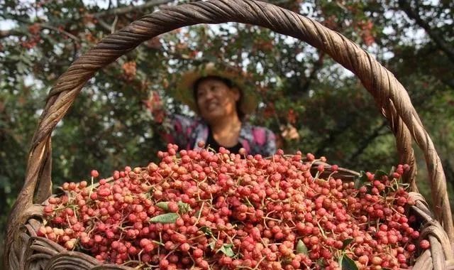 治鸡拉稀最快的土方法,治鸡拉稀有土方吗
