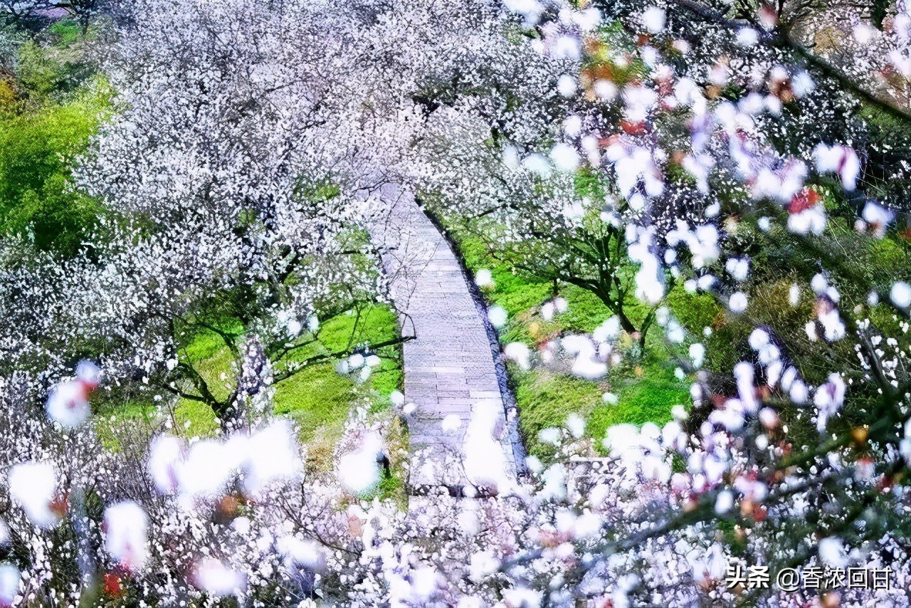 绍兴王坛香雪梅海景区照片,踏雪寻梅王梅
