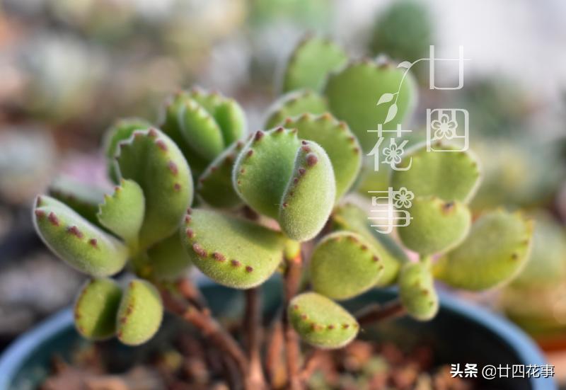 哪些多肉冬季怕冻,什么多肉抗冷耐寒好养