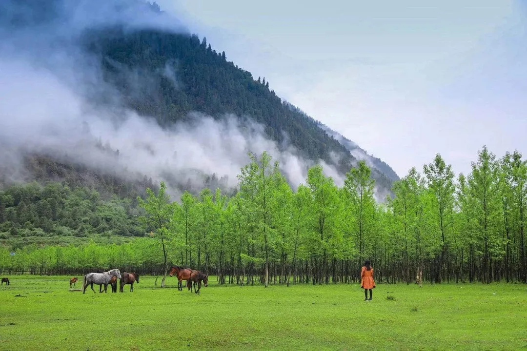 波密到鲁朗细雨蒙蒙,波密到林芝冰川