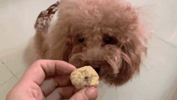 元旦快乐！今天一定要做给毛孩子吃的“元气蛋”教程来咯