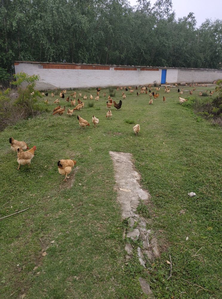 返乡创业农村生活现实记,农村生活与创业之路欢迎进来交流