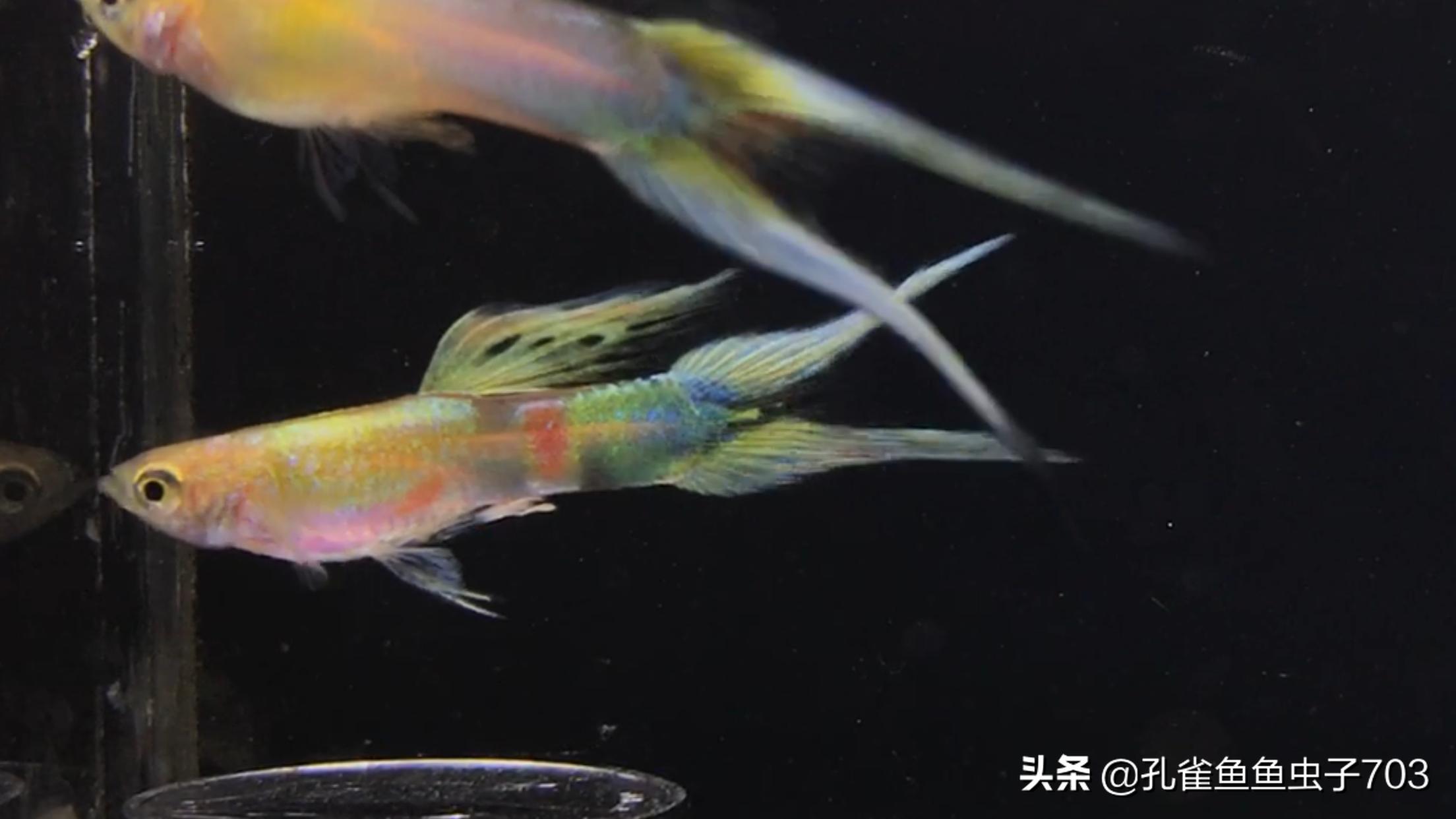 孔雀鱼什么时间配对,孔雀鱼最佳配对