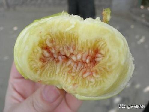 不求外在荣华，只求在基督里长进！关于无花果，你知道多少？