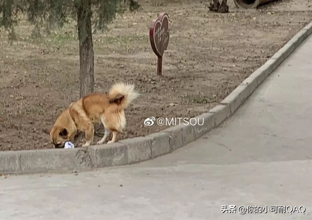 全网通缉照片上的狗,被全网通缉的狗