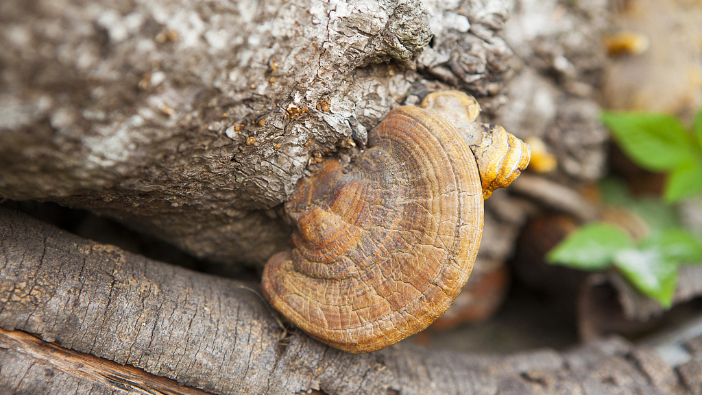 千手观音都不够“剁手”的产品，直播告诉你