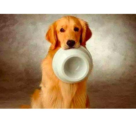 狗到底能不能吃奥利奥,狗到底能不能吃剩饭