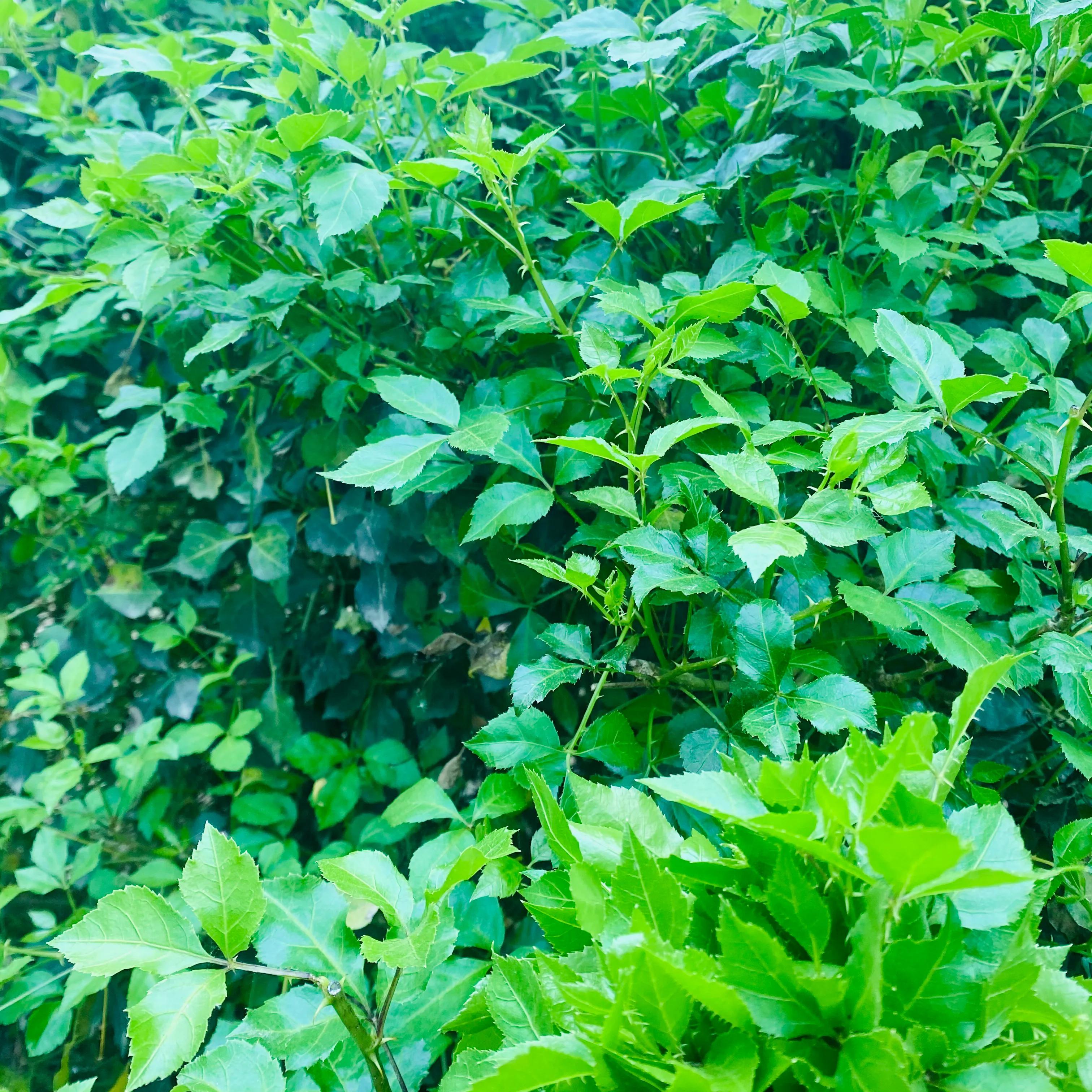 潮州著名海蛎煎,潮汕人老菜脯煎蛋做法