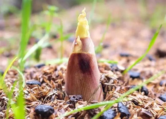 临安新鲜竹笋哪部分能吃,临安笋能生吃