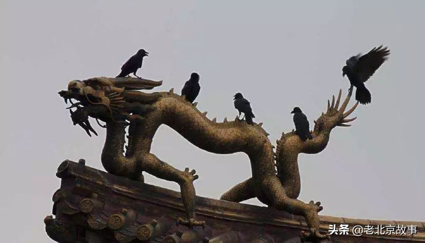 故宫成了动物园,故宫北京动物园