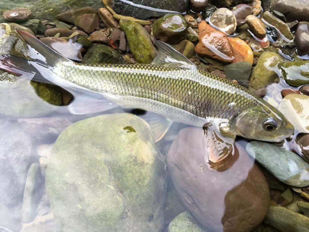 冬天在溪流里面怎么选钓位,溪流钓鱼选位技巧