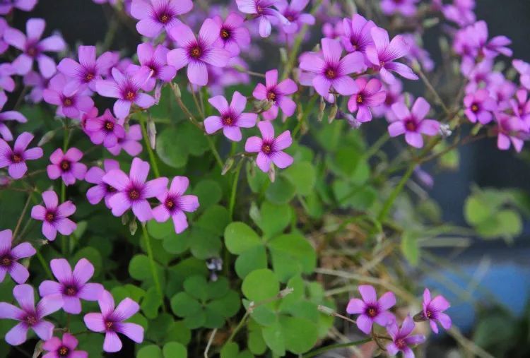 100种常见观叶植物图鉴史上最全,农村常见的100种植物