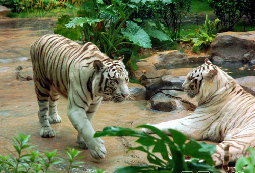 长隆动物园攻略带食物,长隆创意玩法