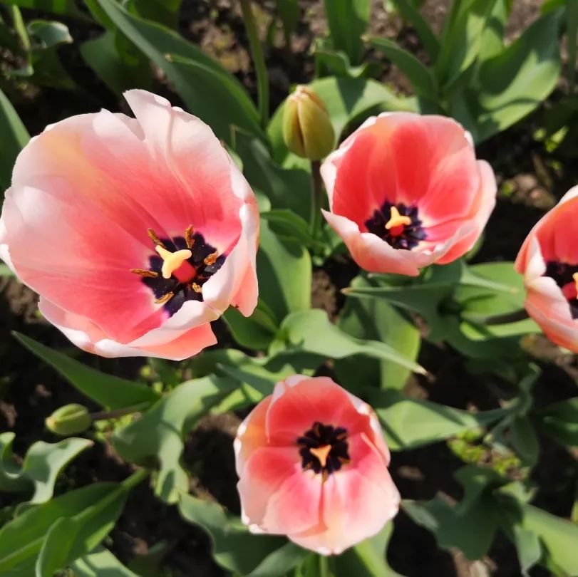 绍兴杭州湾海上花田100万郁金香等你来赏来赴一场春天的约会。