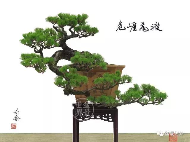 松树盆景经典大片,大斜杆式盆景得金奖作品松树