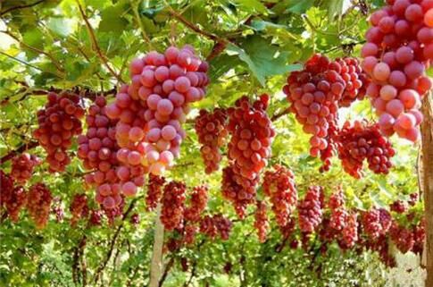 *疆新**是个好地方作者:刘尊鑫