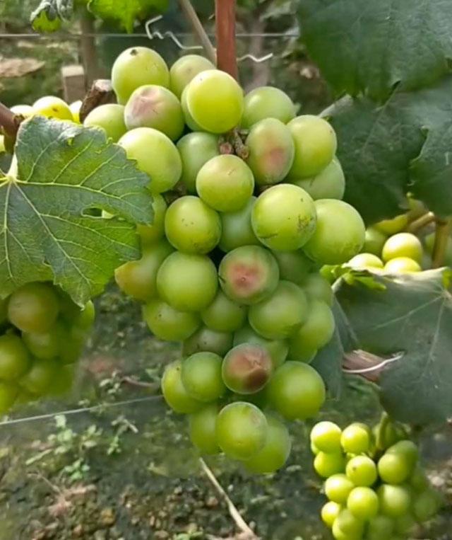 葡萄日灼病是什么病,葡萄日灼病症状比较少的品种