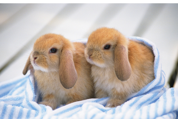 长毛垂耳兔怎么打理,垂耳兔只养一只好不好养
