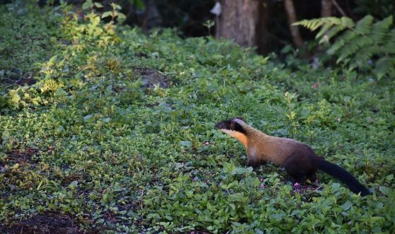 东北的貂有多好看,东北人眼里的貂