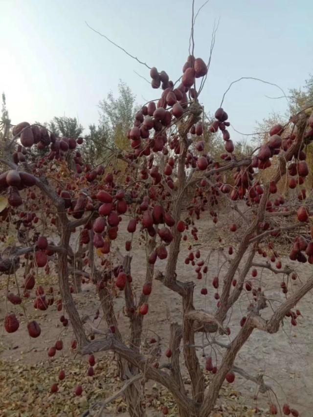 *疆新**干果如何火爆京城_你若不勇敢_谁替你坚强_卓二姐与你分享