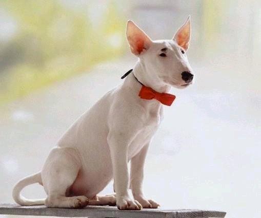 鐙楃嫍澶у叏鍙埍,鍙埍鐨勫皬鐙楃嫍閫佺粰鐖辩嫍浜哄＋