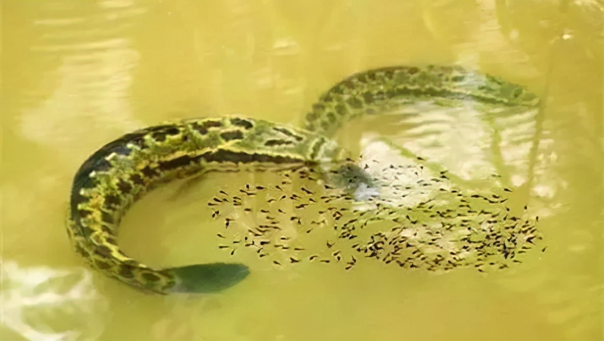 跟黑鱼一样淡水鱼品种大全,淡水鱼乌鳢鱼图片