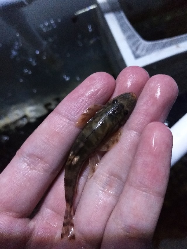 原生鱼吃什么,原生鱼吃什么最容易长大