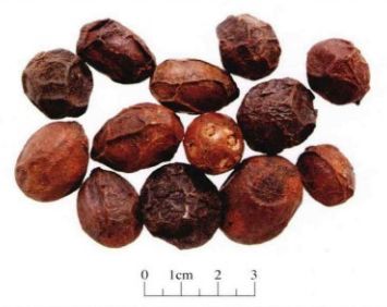 枣最有营养的吃法,枣营养素