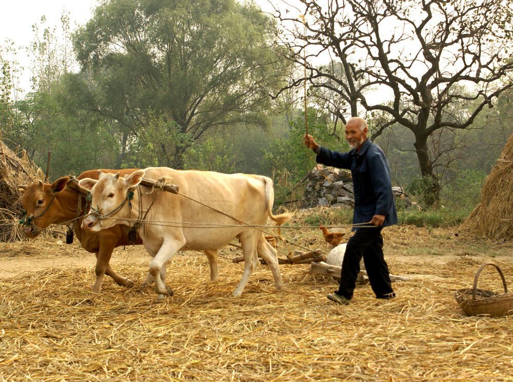 石磙、稻场、稻草垛