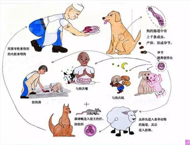 肺里的寄生虫,肺里会有寄生虫怎么治