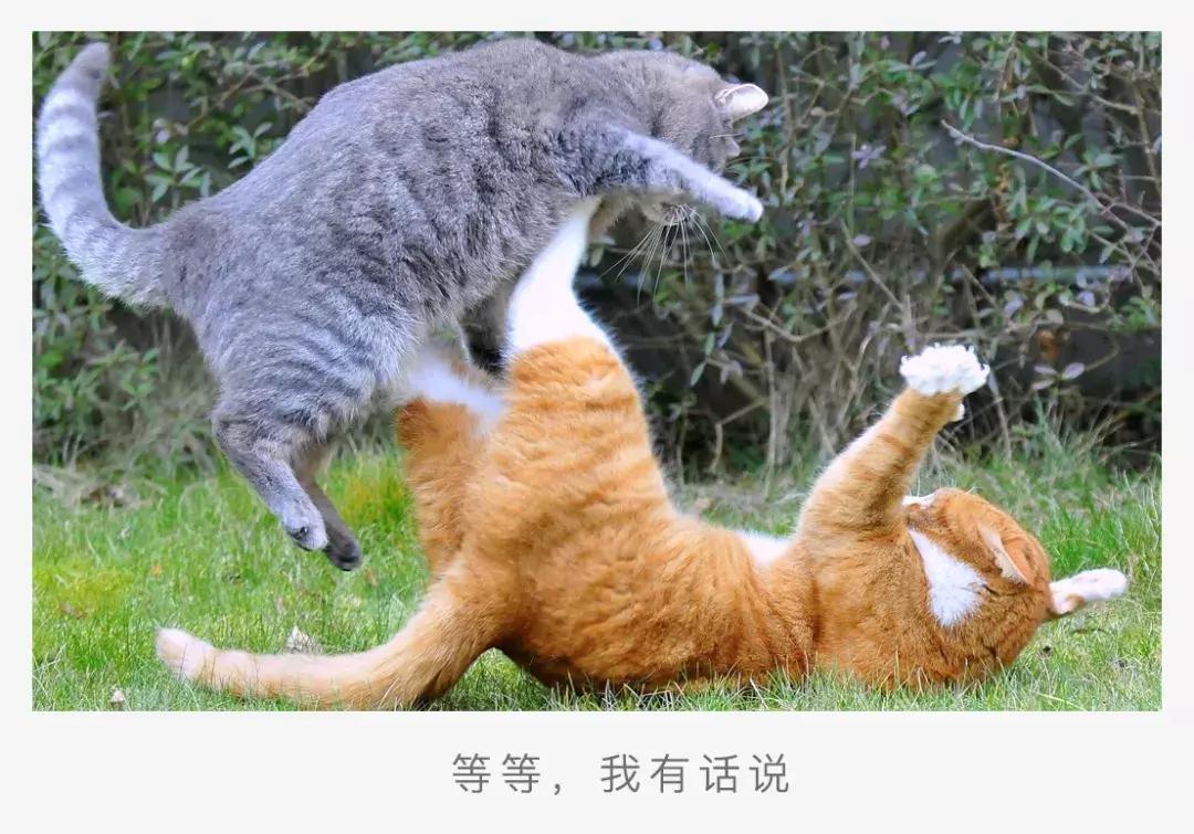 两只猫打架怎么办呢,两只猫打架掉一撮毛
