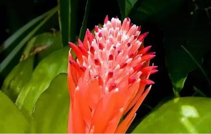 水塔花喜阴喜阳,水塔花固始