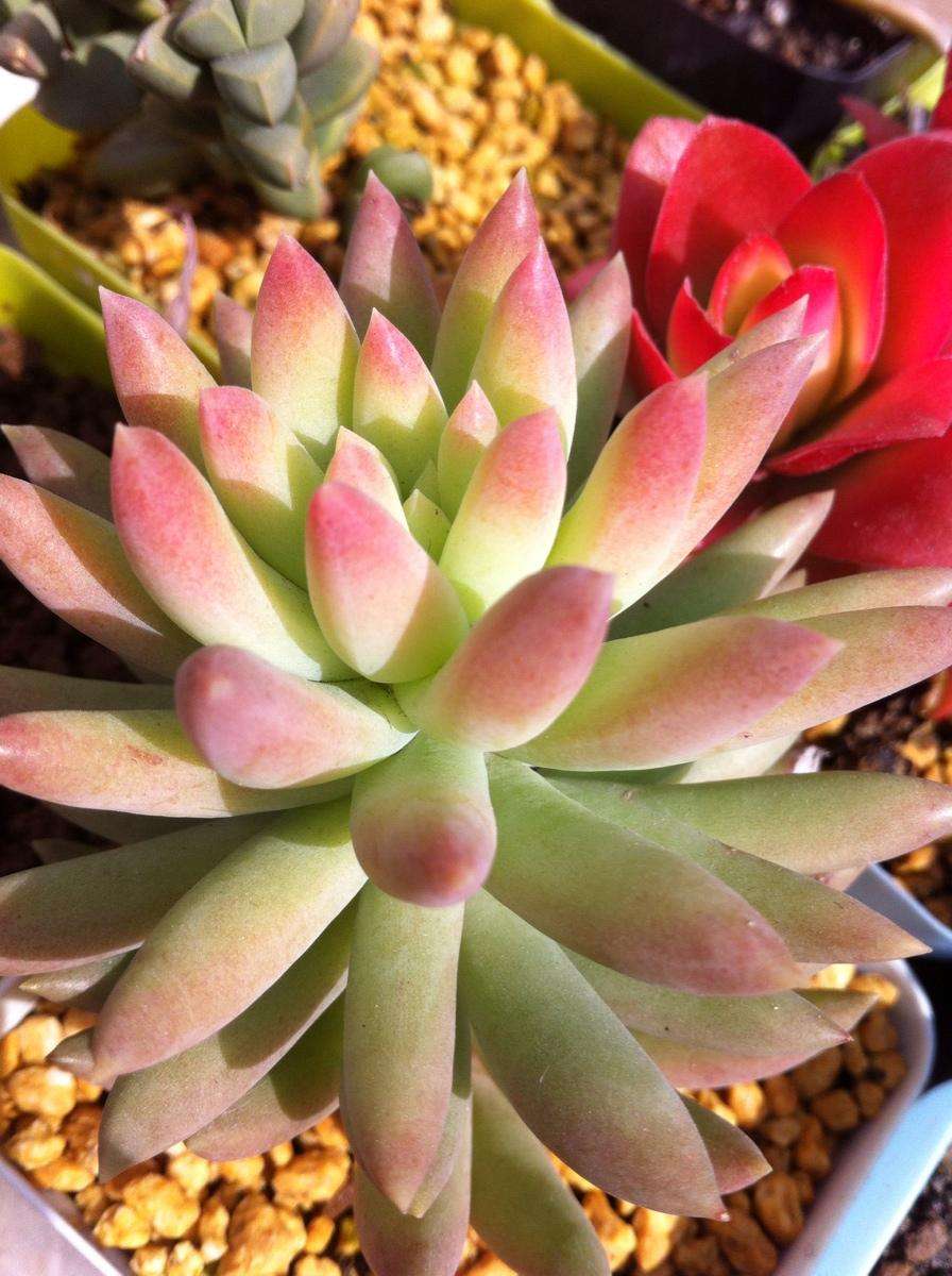 100种常见多肉植物图鉴收藏,1000种多肉植物图鉴及名字