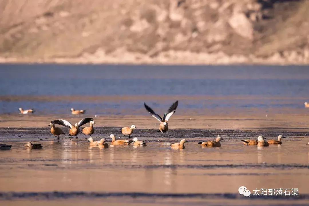 当石渠成为了一本书，你会从哪一页读起？