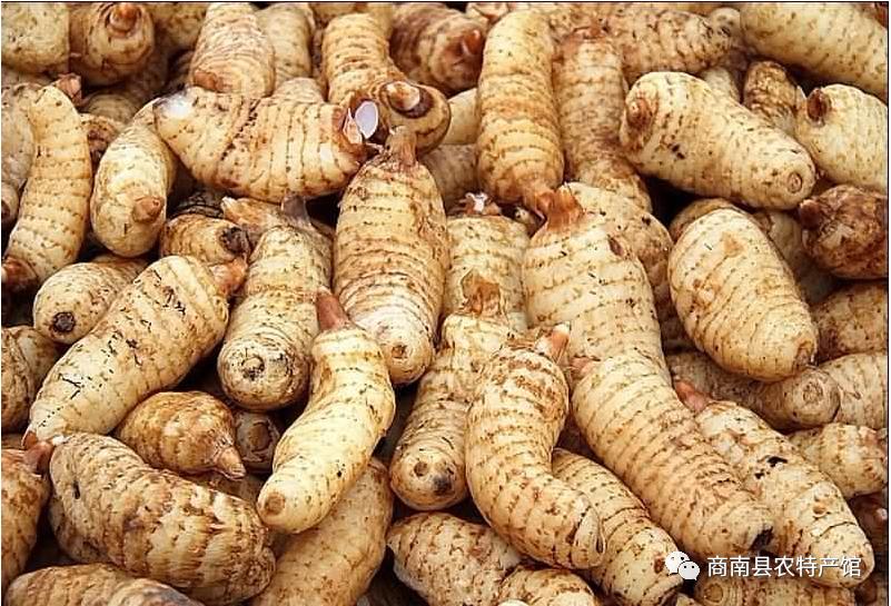 商南县天麻,商洛商南土特产