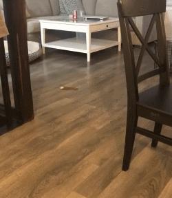 那个推荐我养金毛的人，你出来一下