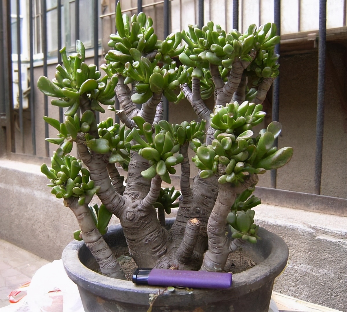 常见的五种最丑的花,最好养的丑花排名