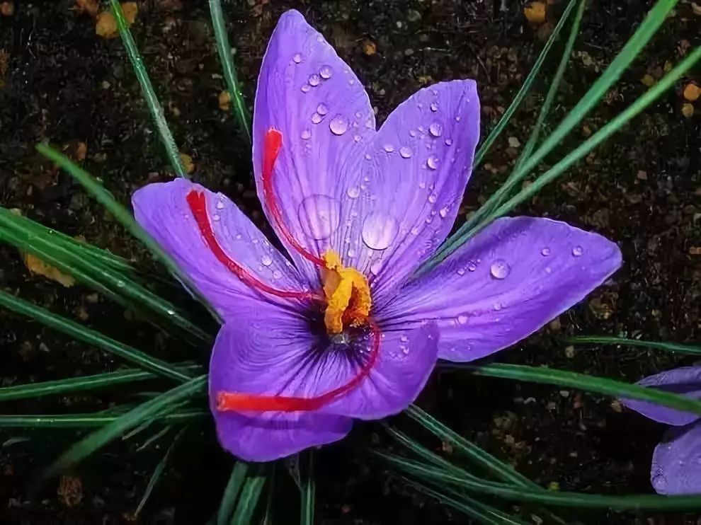 世界上最昂贵的花一朵价值1500万,世界上最高贵的花典雅图文