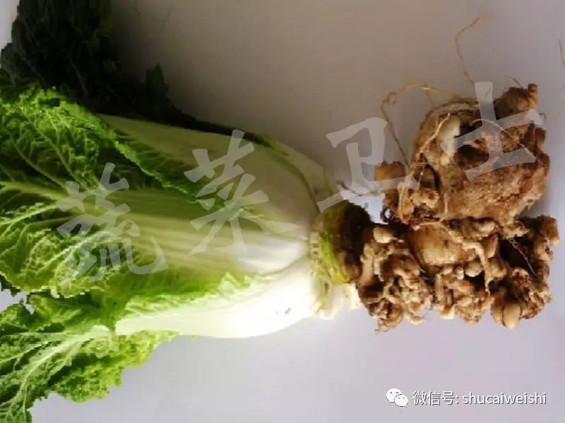 十字花科蔬菜根肿病怎么治疗,十字花科植物根肿病发生规律