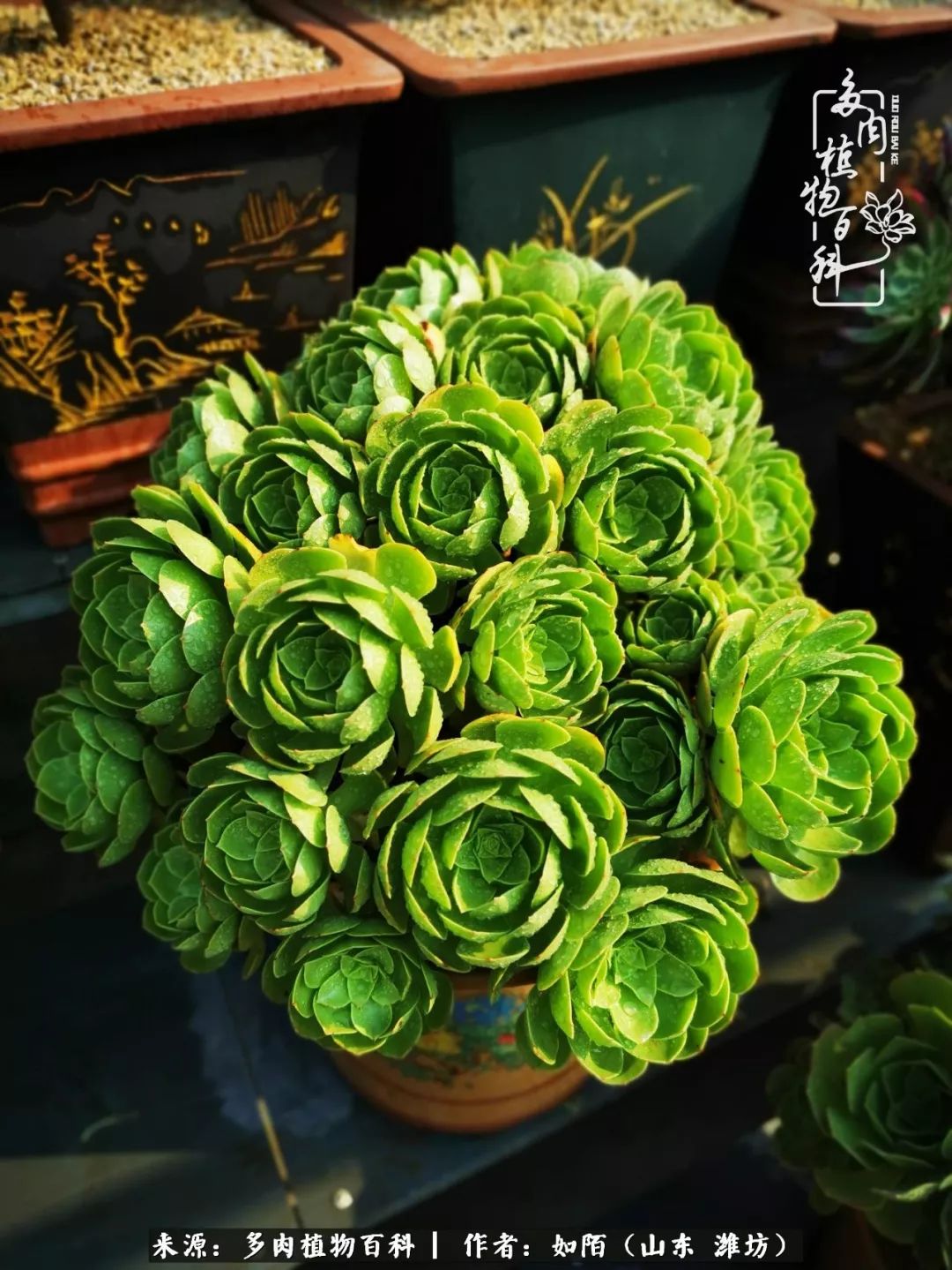 凤凰涅槃,浴火重生!多肉法师圣斗士们的秋天!(附养护经验)