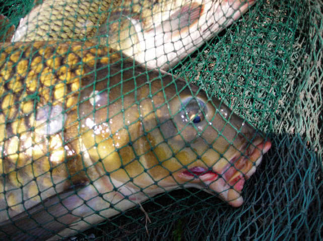 鲤鱼怎么做肉质劲道,钓鱼人喜欢鲤鱼吗