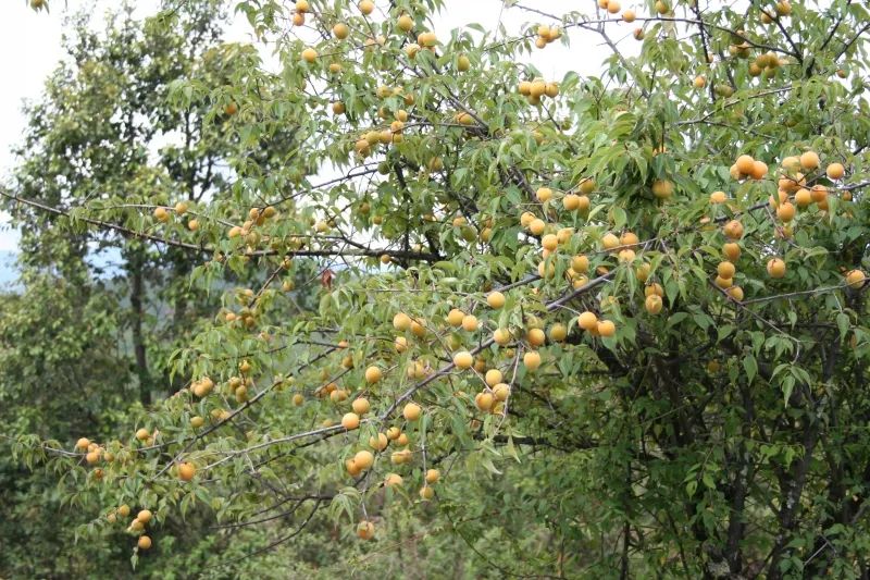 大理的一棵梅花,一棵大理梅品百味解千愁
