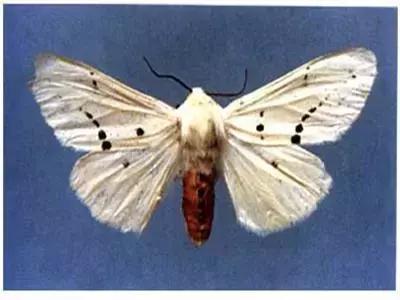 蔬菜害虫分类及图片大全,蔬菜害虫的防治方法有哪些